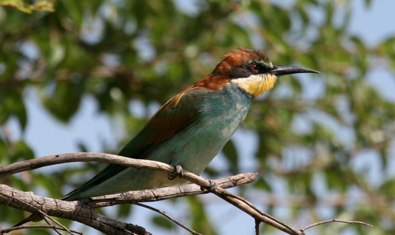 European Bee-eater