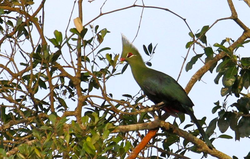 Livingstone's Turaco