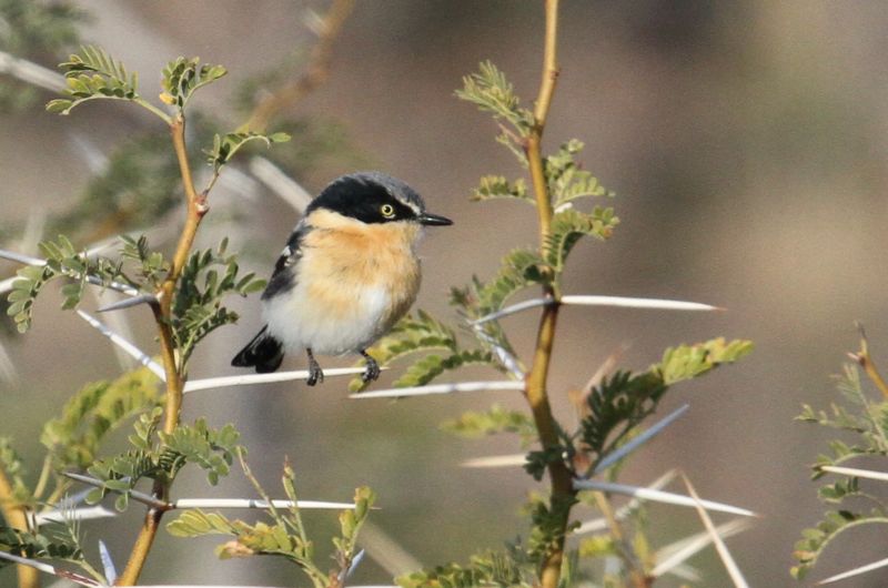 Pririt Batis female