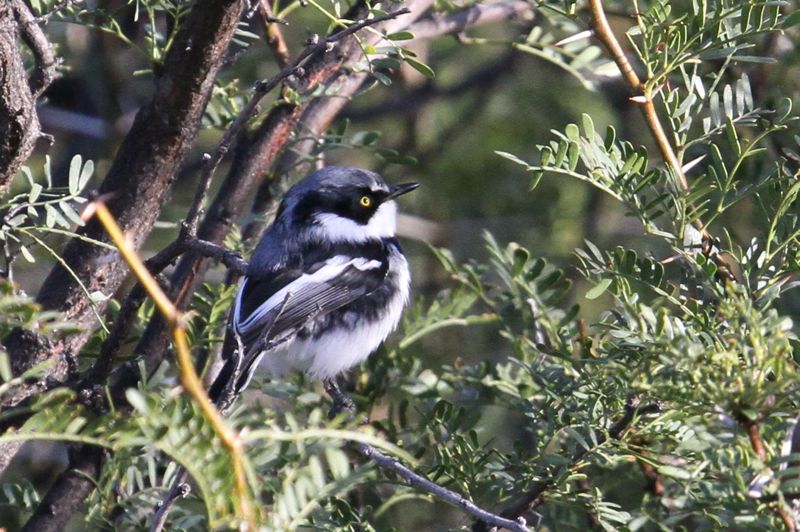 Pririt Batis male