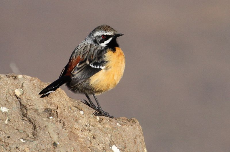 Drakensberg Rockjumper