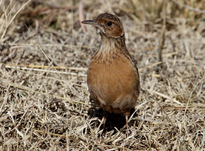 Spike-heeled Lark