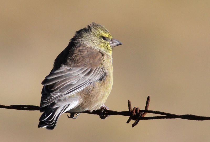 Drakensberg Siskin