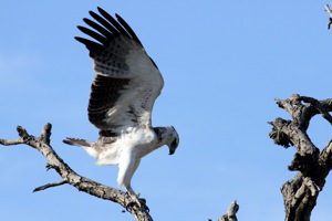 Martial Eagle