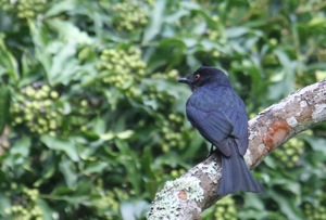 Square-tailed Drongo