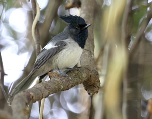 Blue-mantled Crested-Flycatcher