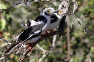 White-crested Helmet-Shrike