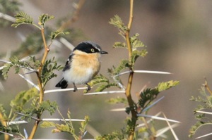 Pririt Batis female