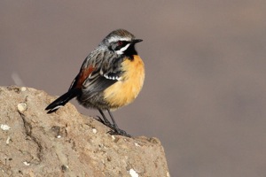 Drakensberg Rockjumper