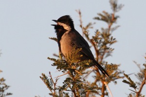 Grey Tit