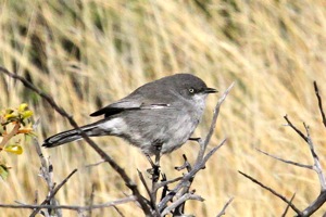Layard's Tit-Babbler