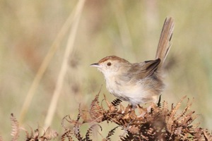 Lazy Cisticola