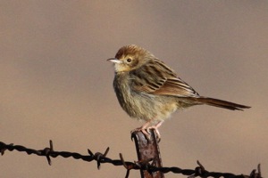 Wailing Cisticola