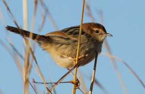 Levaillant's Cisticola