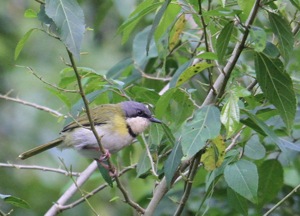 Rudd's Apalis