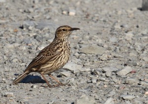 Agulhas Long-billed Lark
