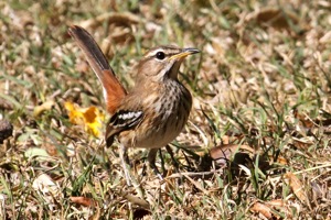 White-browed Scrub-Robin