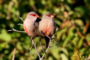 Common Waxbill