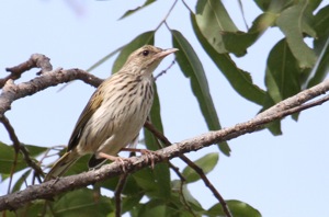 Striped Pipit