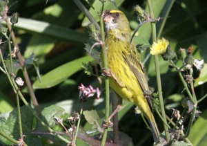 Forest Canary