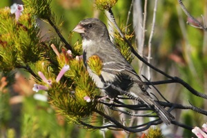 Protea Seedeater