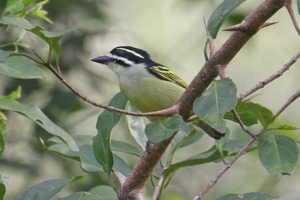 Yellow-rumped Tinkerbird