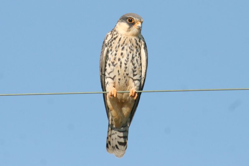 Amur Falcon female