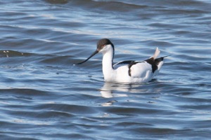Pied Avocet