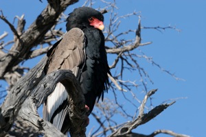 Bateleur