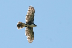 Black Sparrowhawk