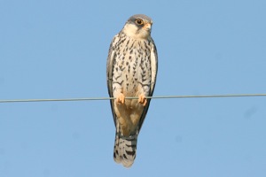Amur Falcon female
