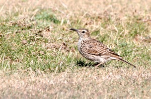 Agulhas Long-billed Lark