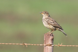 Large-billed Lark