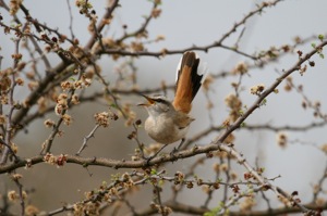 Kalahari Scrub-Robin