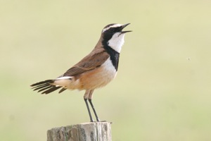Capped Wheatear