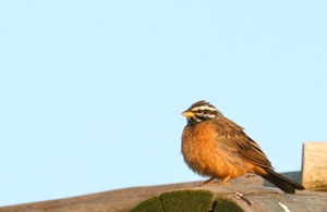 Cinnamon-breasted Bunting
