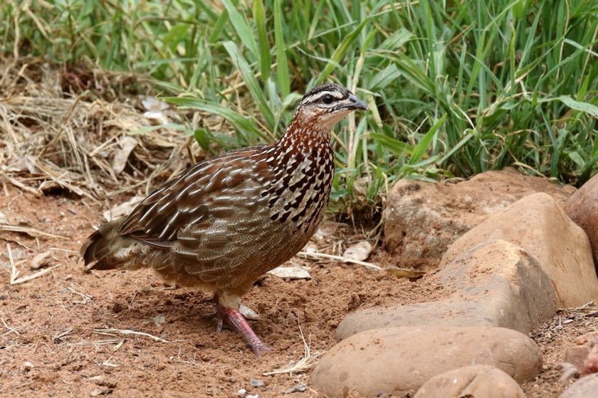 Crested Francolin