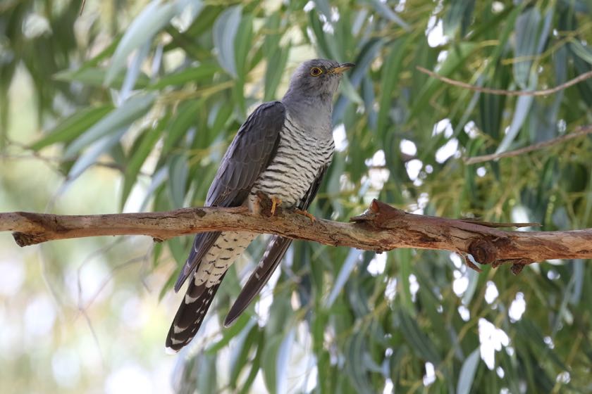 Common Cuckoo