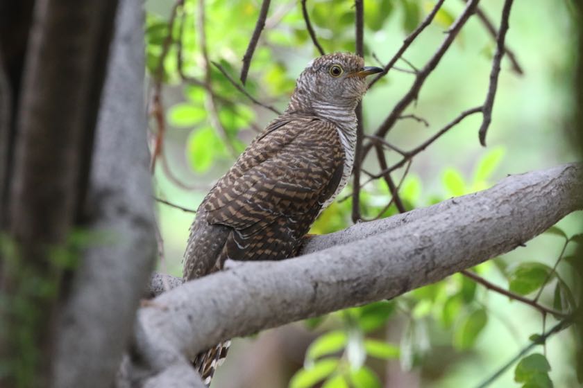 Common Cuckoo juv