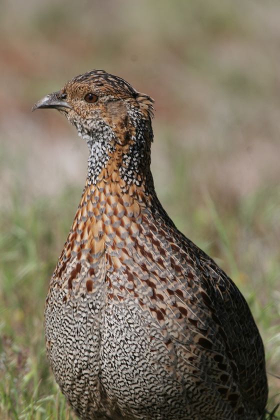 Grey-winged Francolin