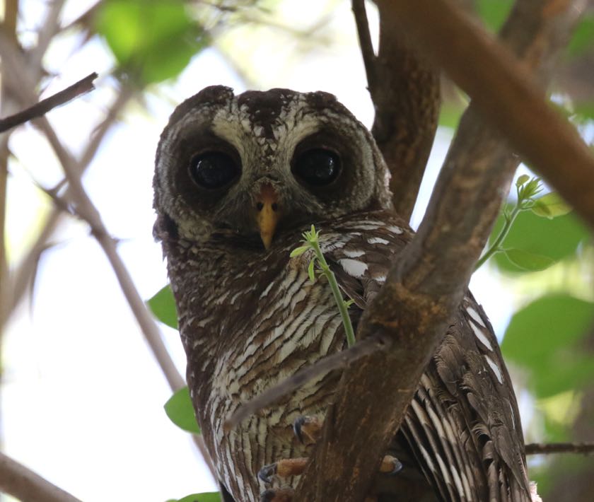 African Wood-Owl