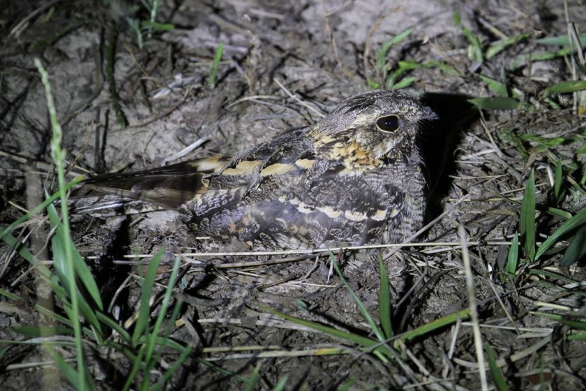 Square-tailed Nightjar