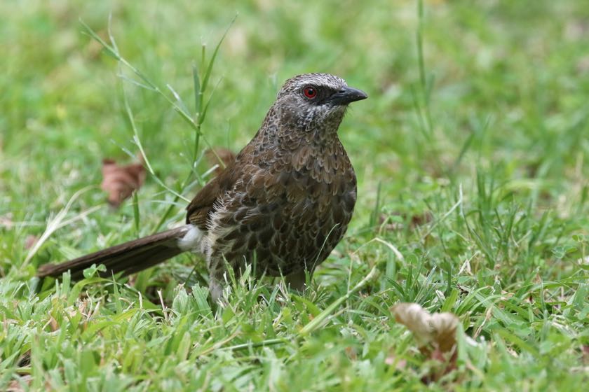 Hartlaub's Babbler
