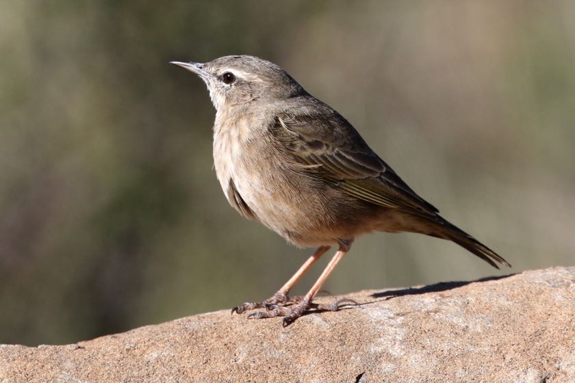 African Rock Pipit