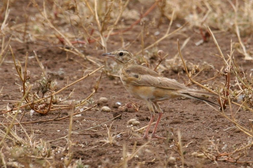 Buffy Pipit