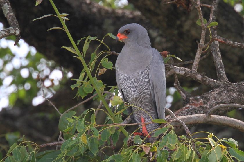 Dark Chanting Goshawk