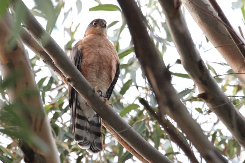 Rufous-chested Sparrowhawk
