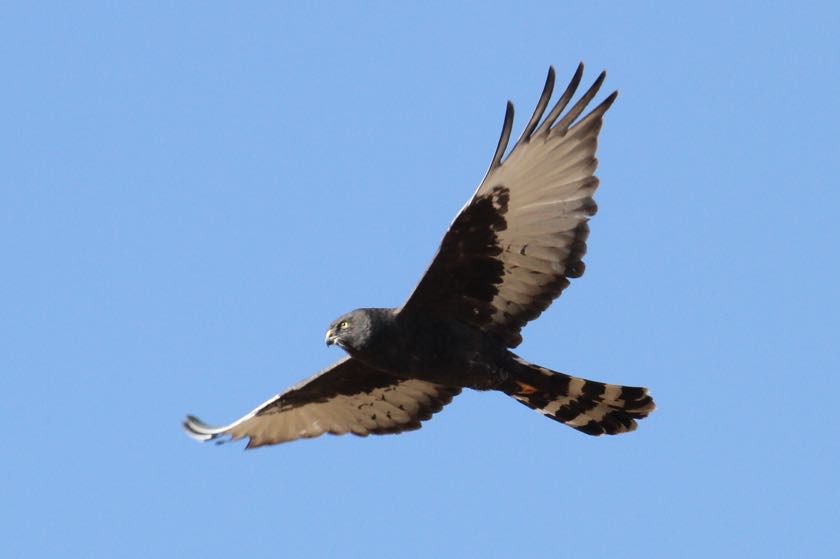 Black Harrier 