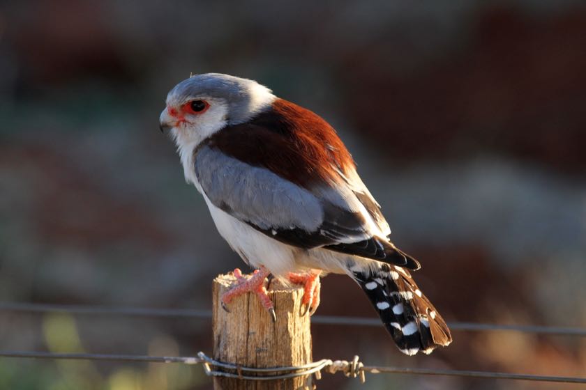 Pygmy Falcon