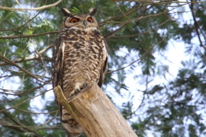Cape Eagle-Owl